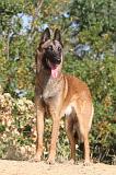 MALINOIS 150